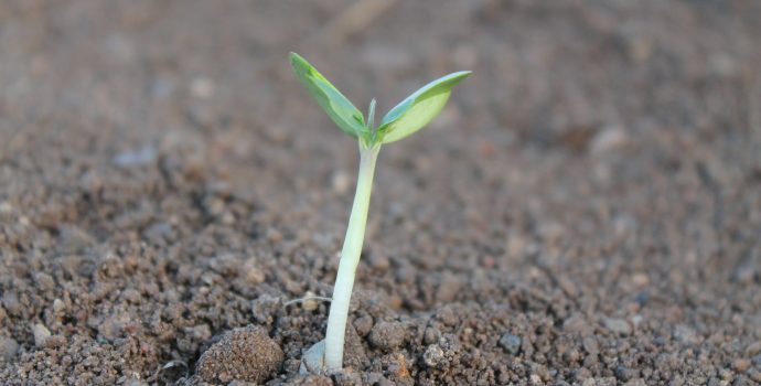 plant sprouts in the soil