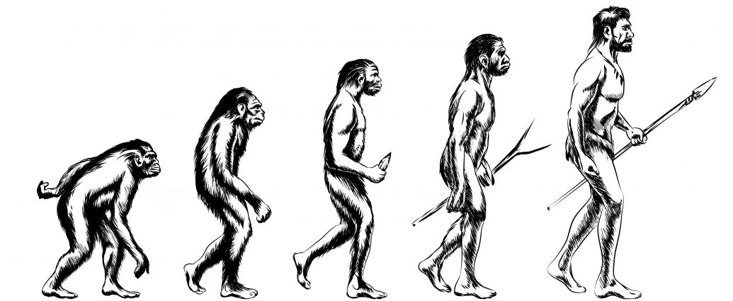Illustration of human evolution
